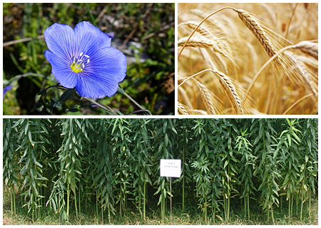 Fiber Crops Fiber Crops